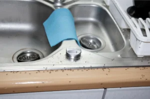 common pest found in home